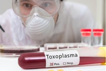 Toxoplasmosi: il terrore delle donne in gravidanza