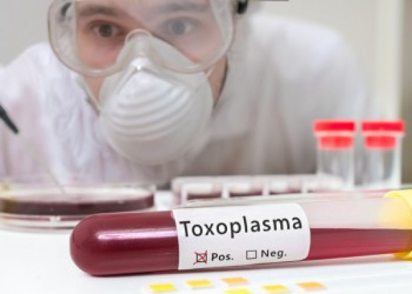 Toxoplasmosi: il terrore delle donne in gravidanza